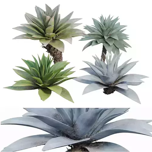 Agave 03 3D model