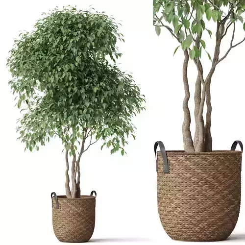 Plants collection 782