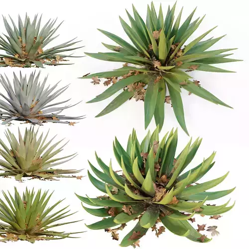 Agave 04 3D model