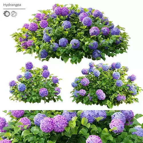 Hydrangea flowers 3D model