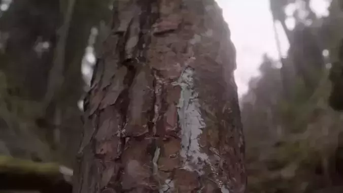 Rotten logs at Wonwonsa Temple Site