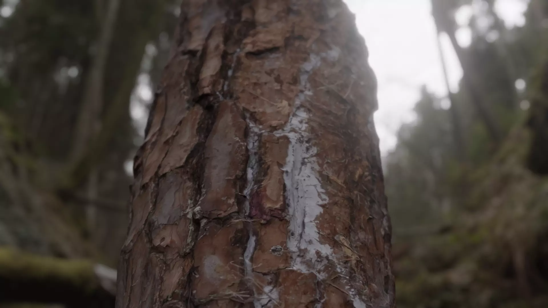 Rotten logs at Wonwonsa Temple Site 3D model_0