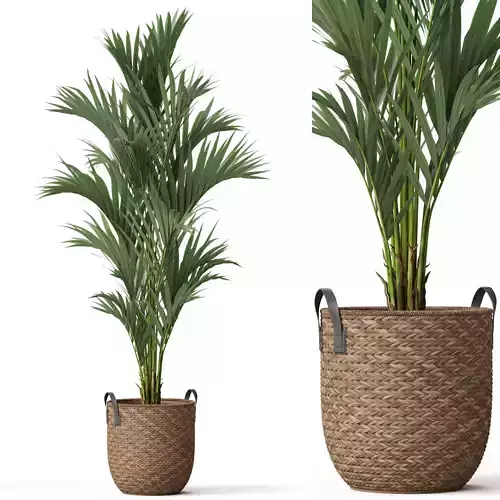 Plants collection 783