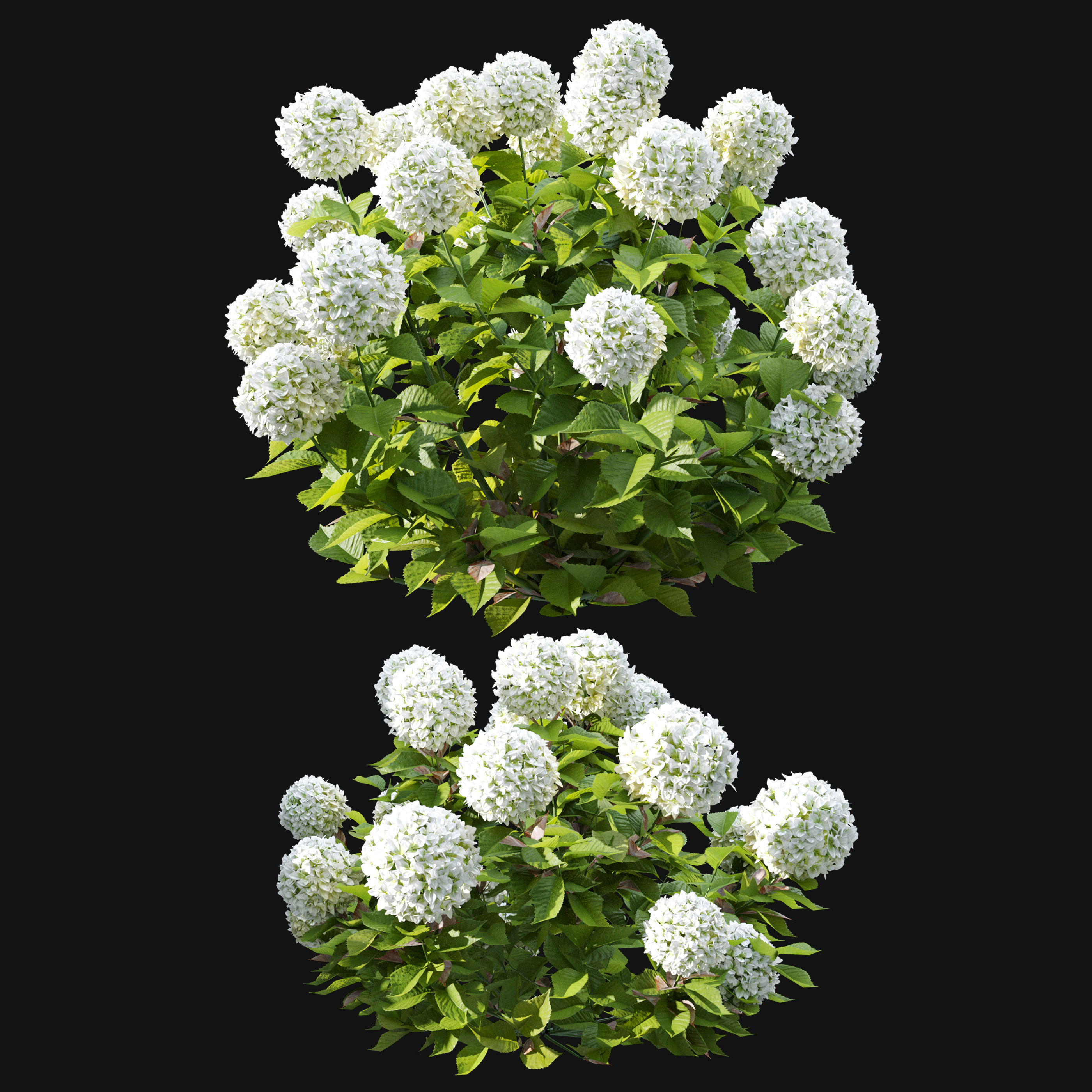 Hydrangea 02 3D model_4