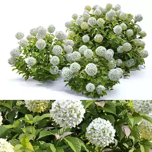 Hydrangea 02 3D model