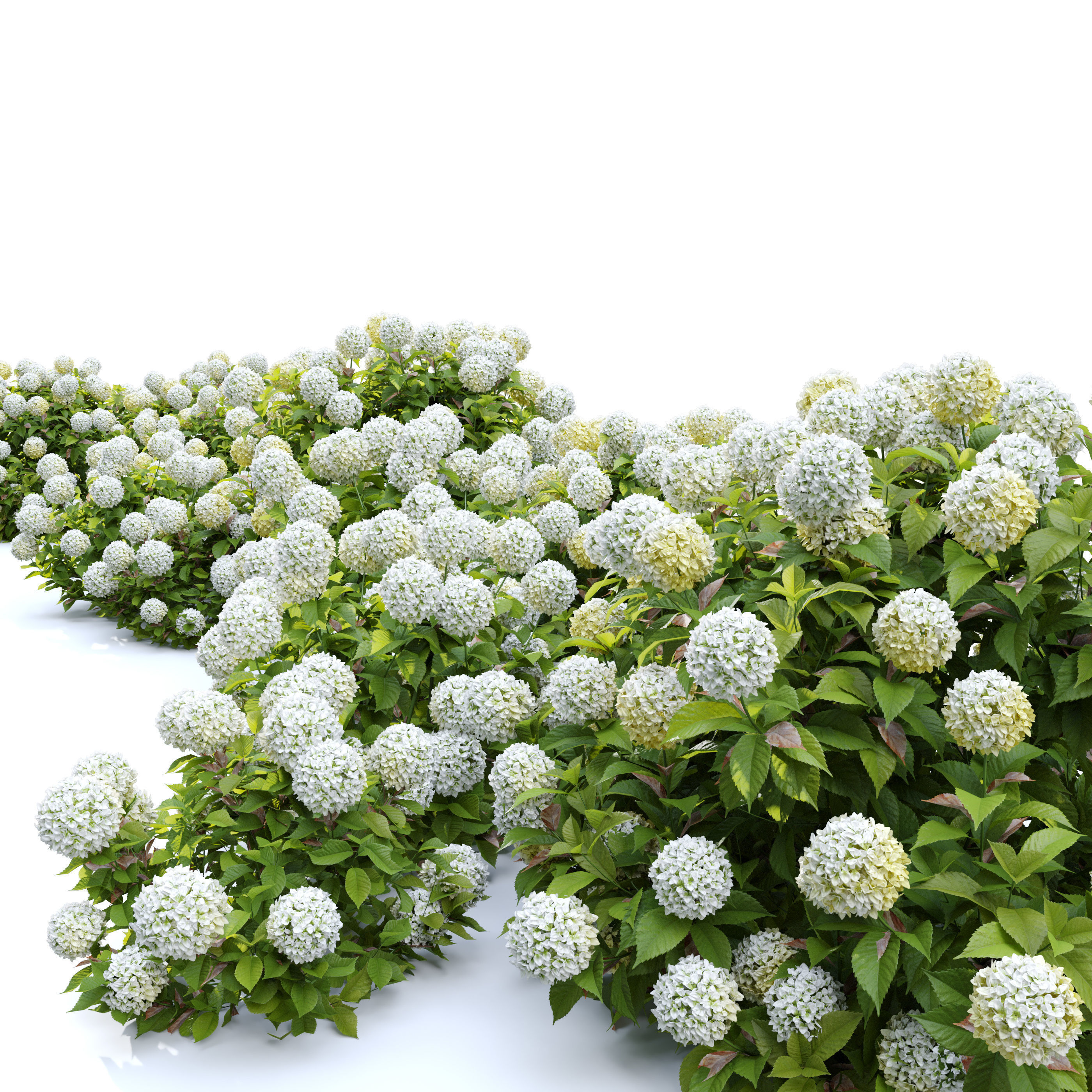 Hydrangea 02 3D model_1