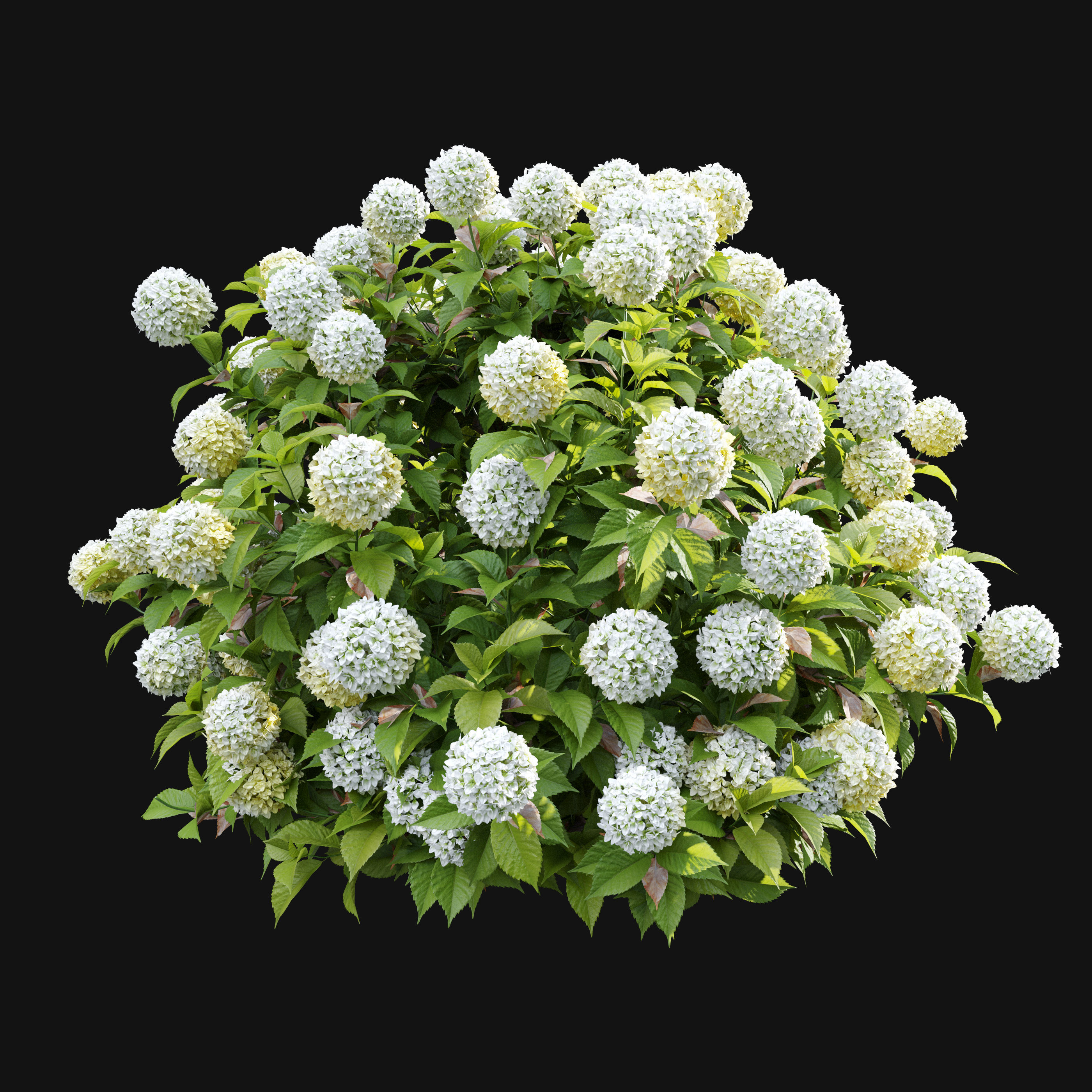 Hydrangea 02 3D model_3
