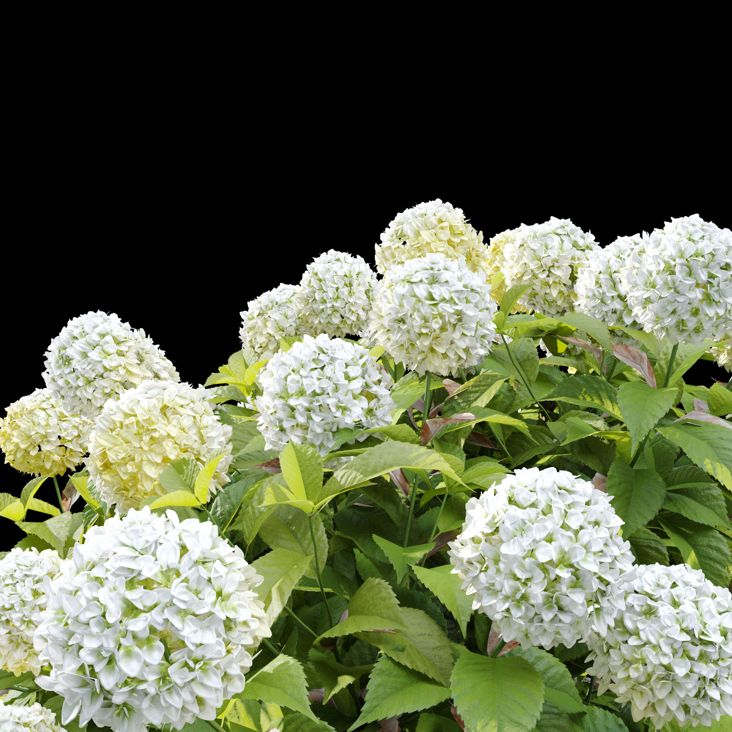 Hydrangea 02 3D model_6