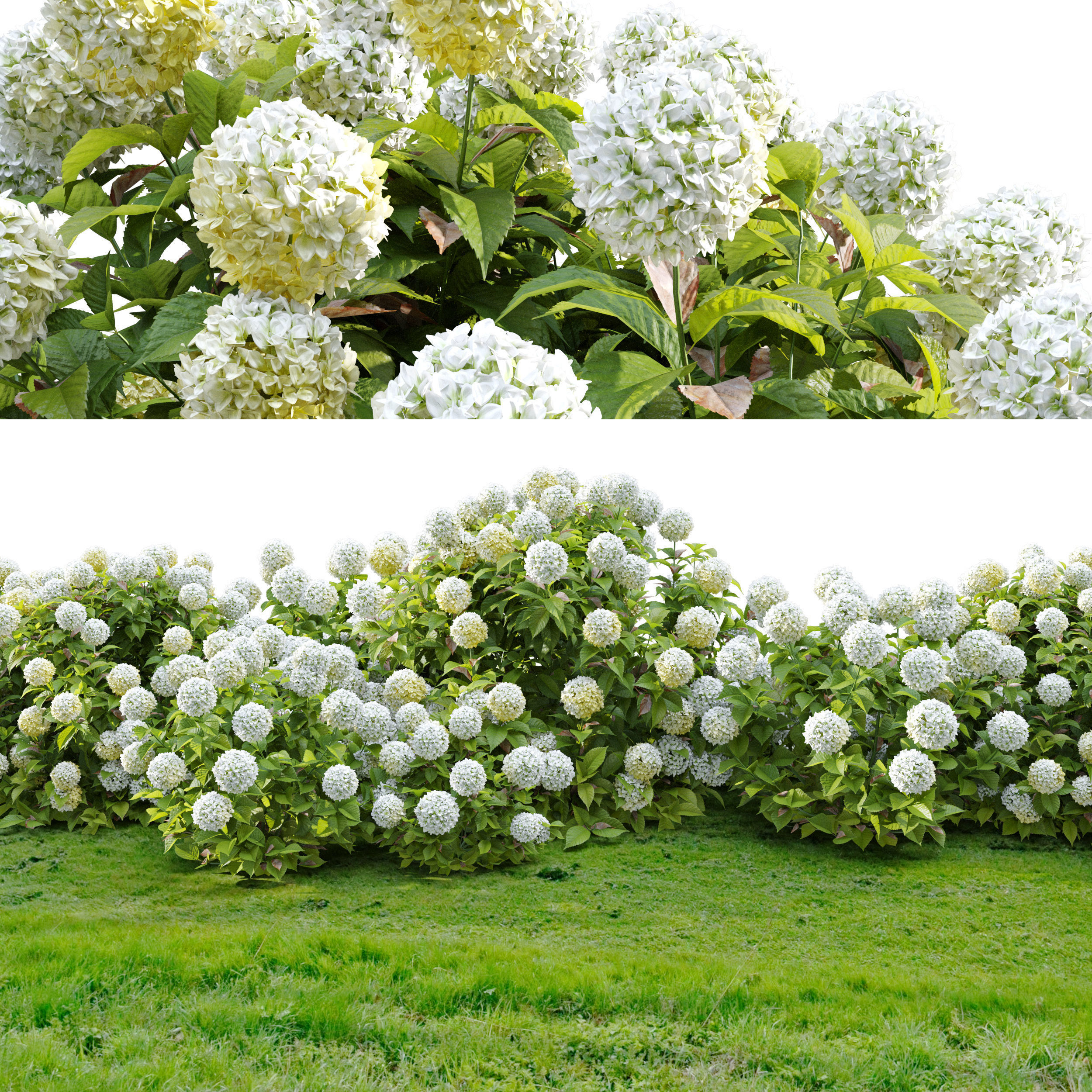 Hydrangea 02 3D model_2
