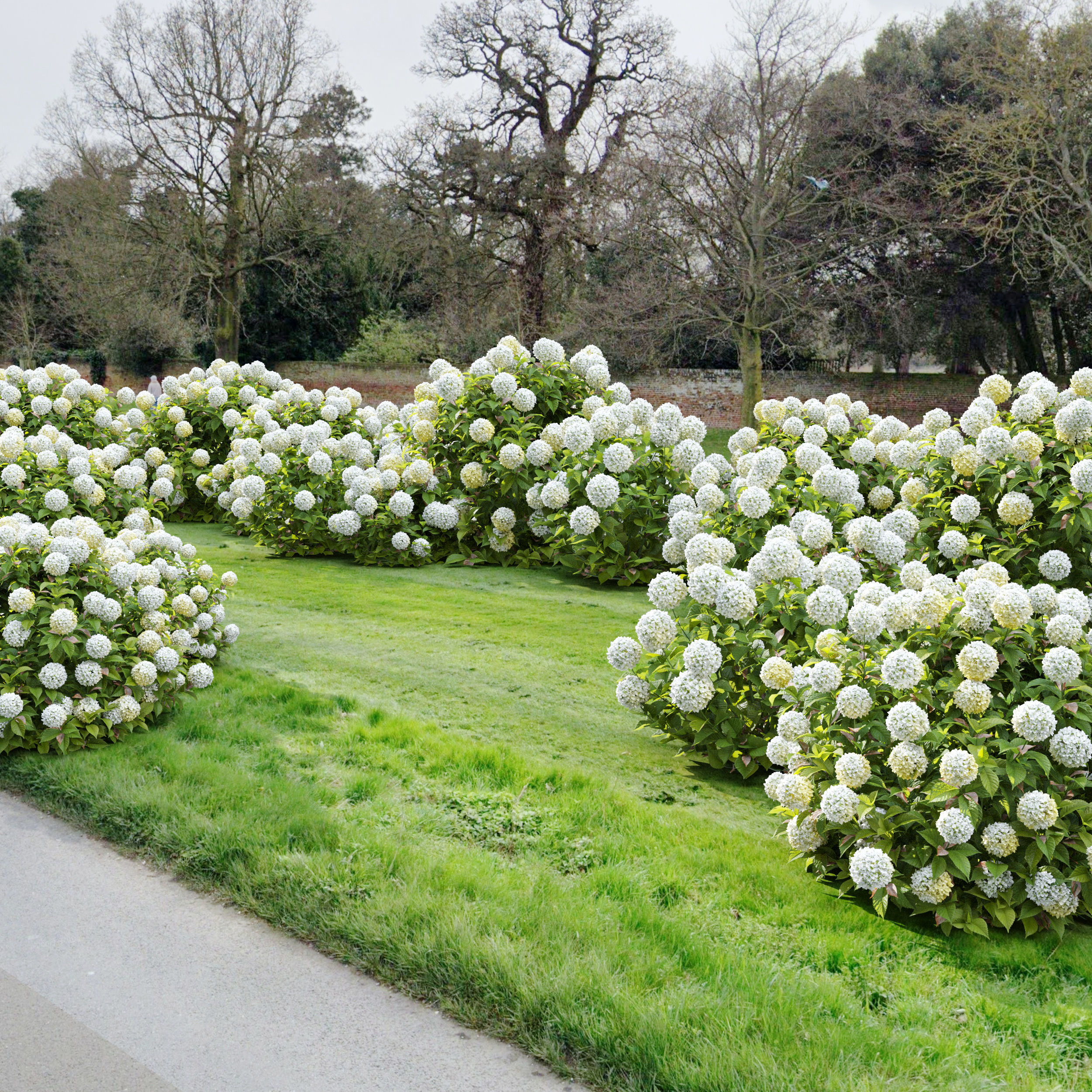 Hydrangea 02 3D model_5