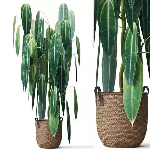 Plants collection 784