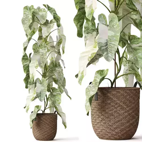 Plants collection 785