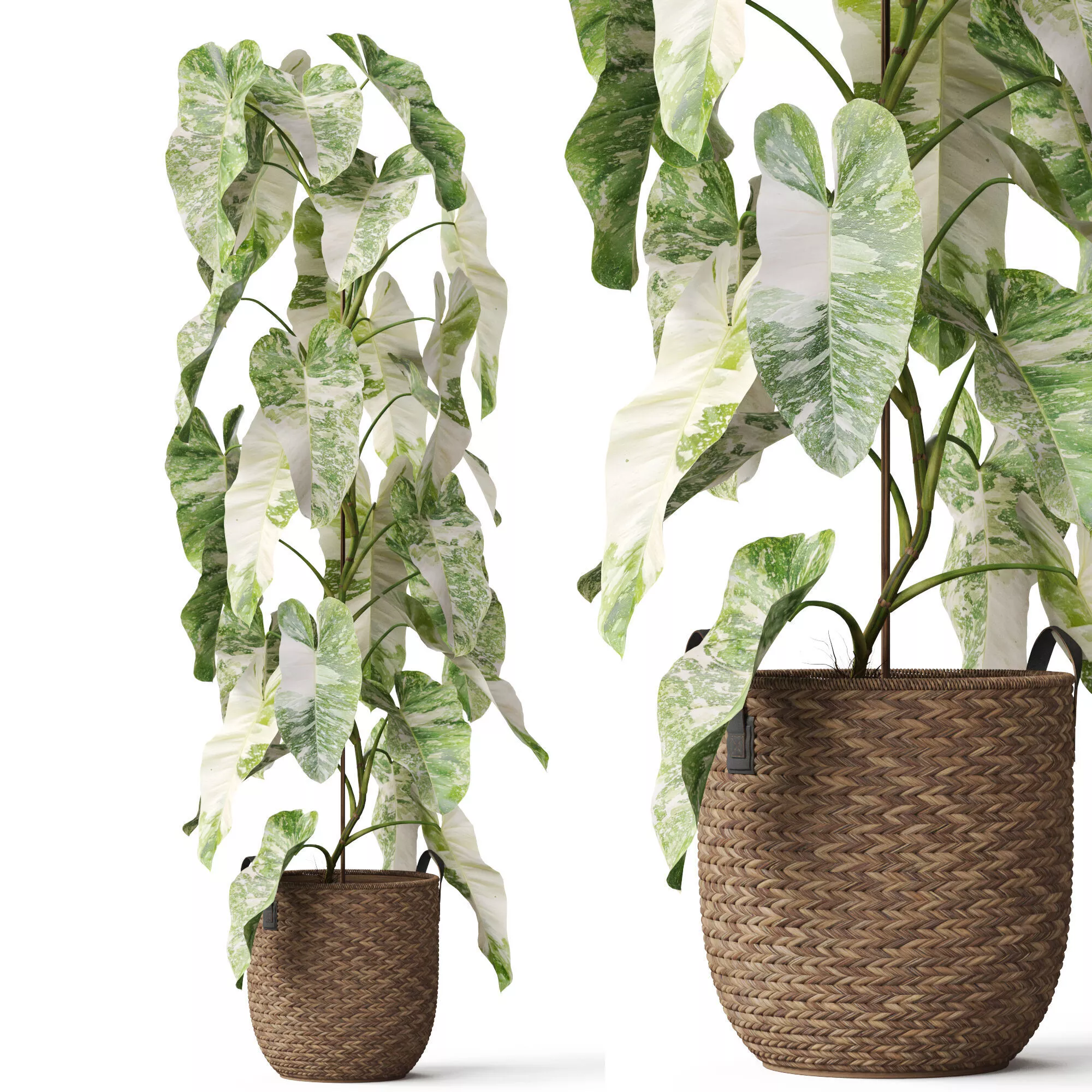 Plants collection 785 3D model