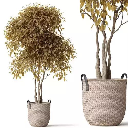 Plants collection 786