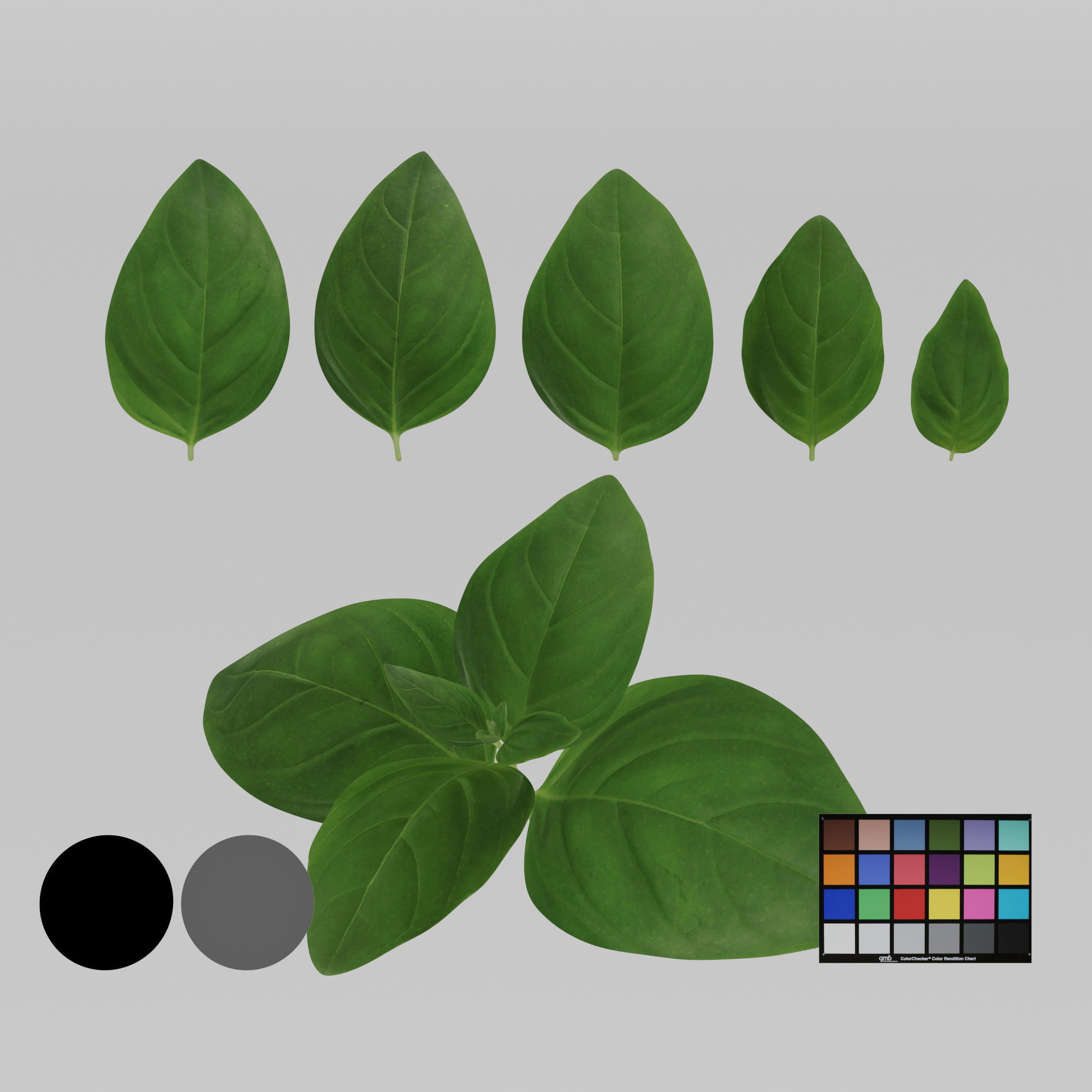 Basil 3D model_2