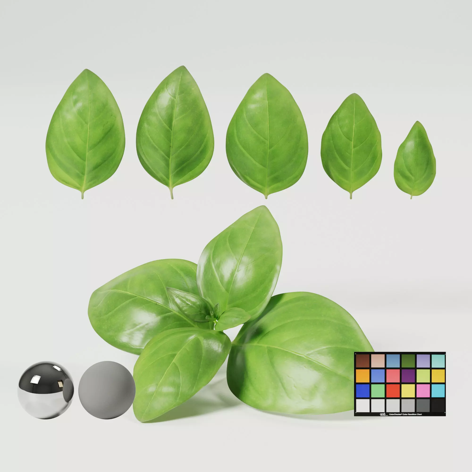 Basil 3D model_0