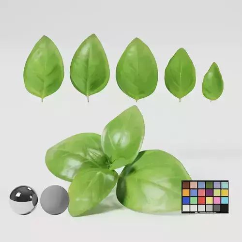 Basil 3D model