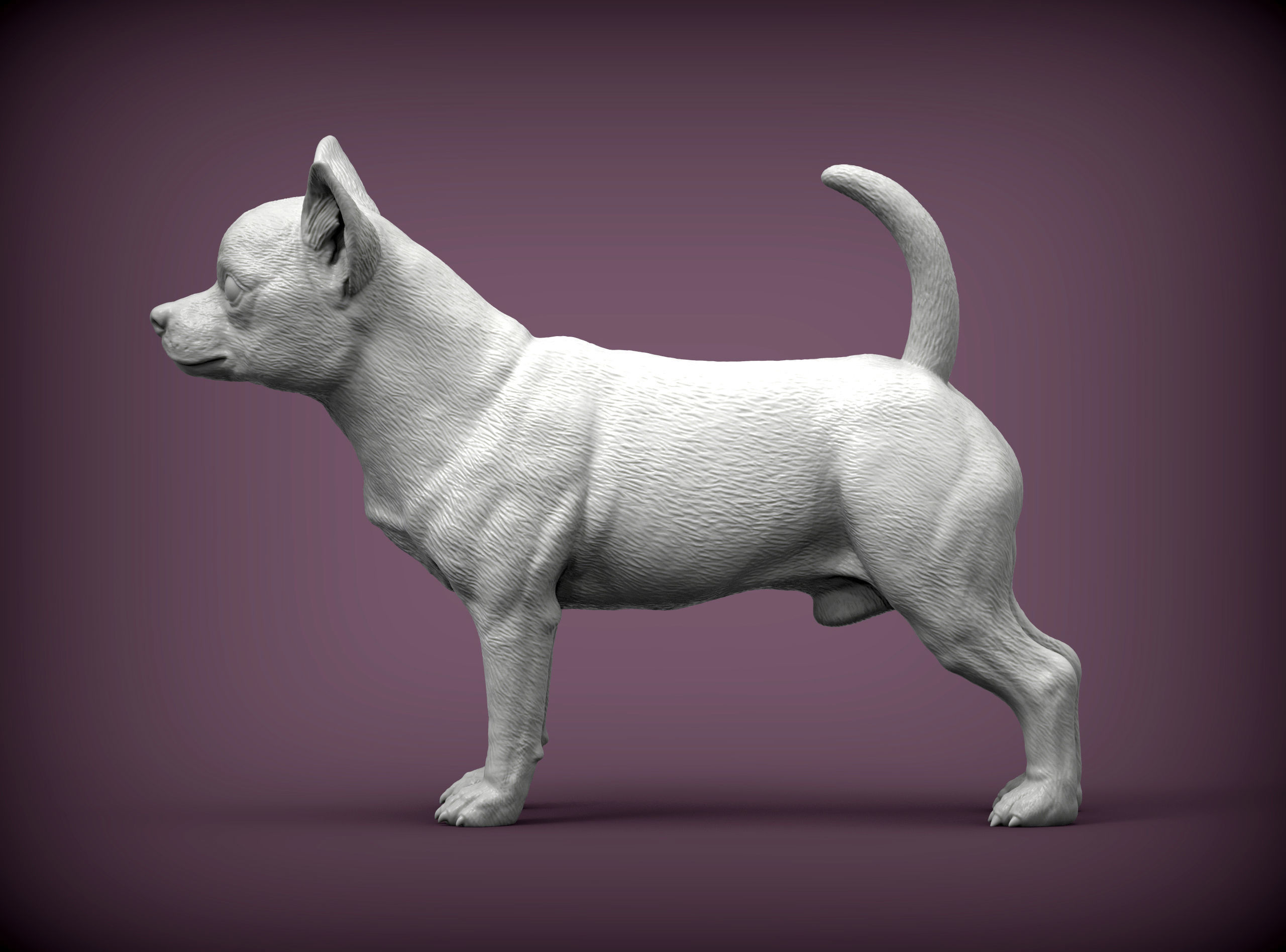chihuahua dog 3D print model_2