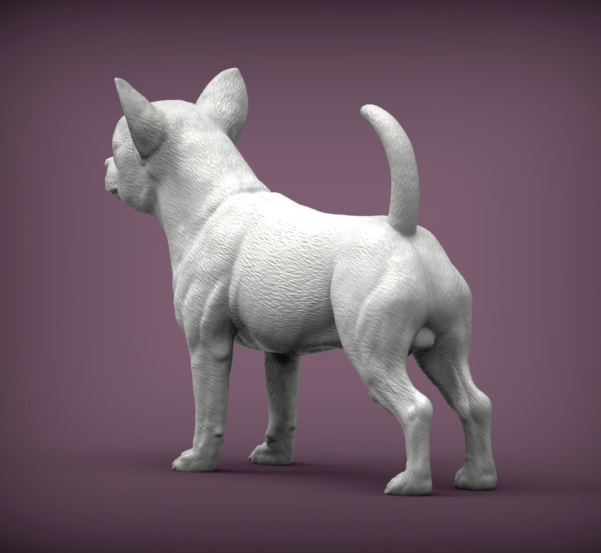 chihuahua dog 3D print model_5