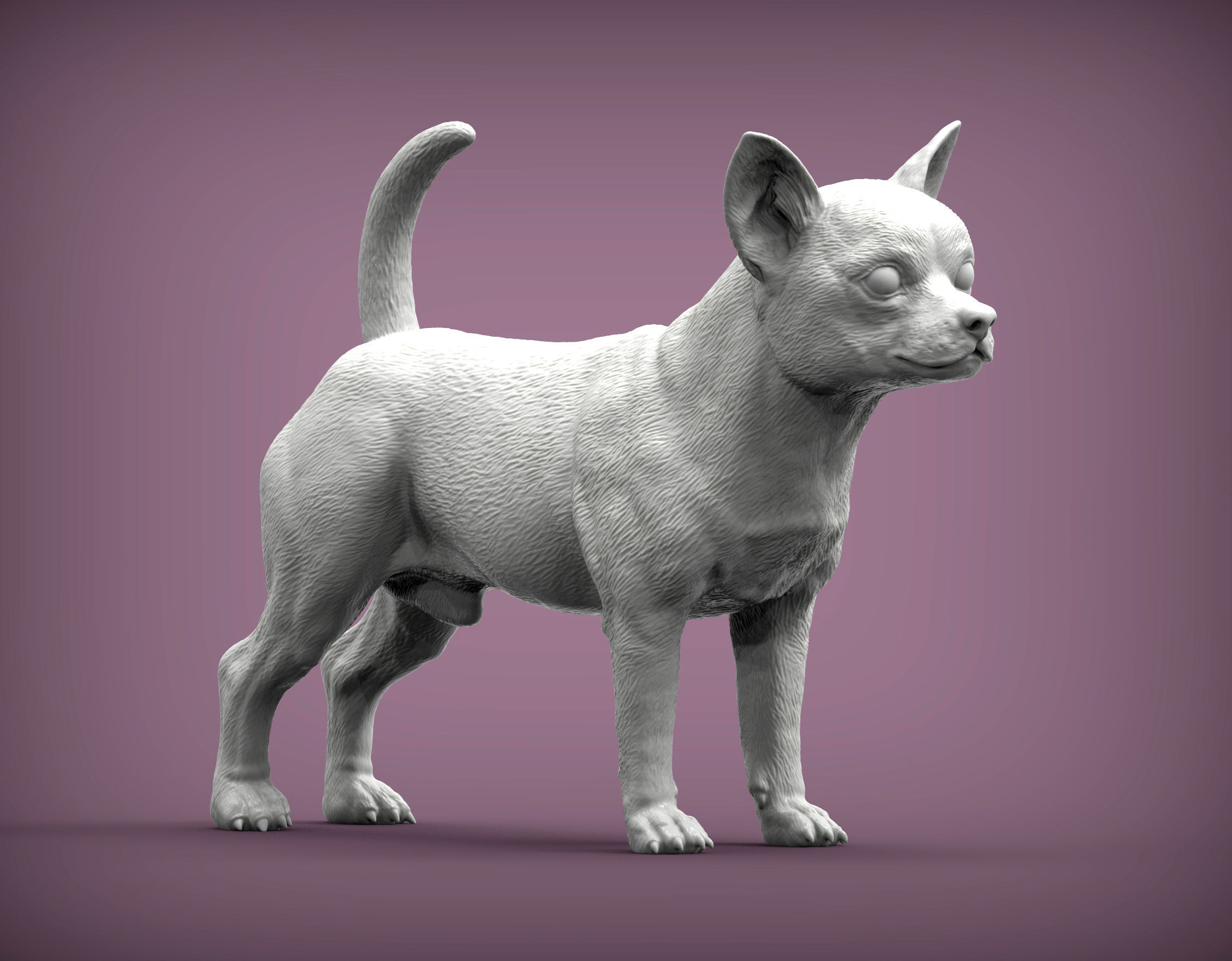 chihuahua dog 3D print model_3
