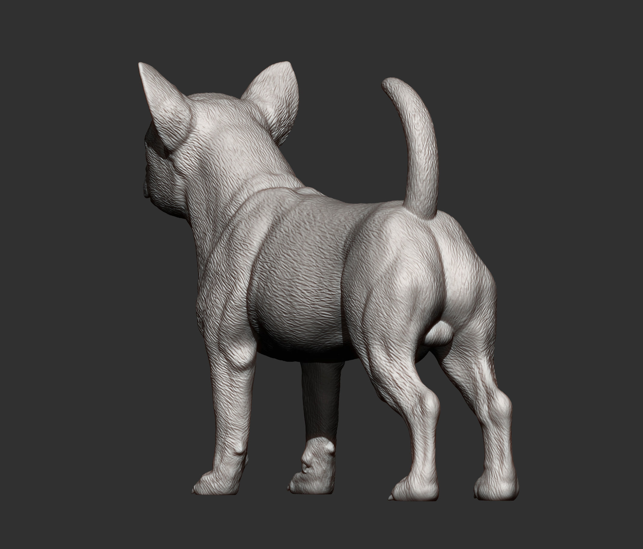 chihuahua dog 3D print model_6