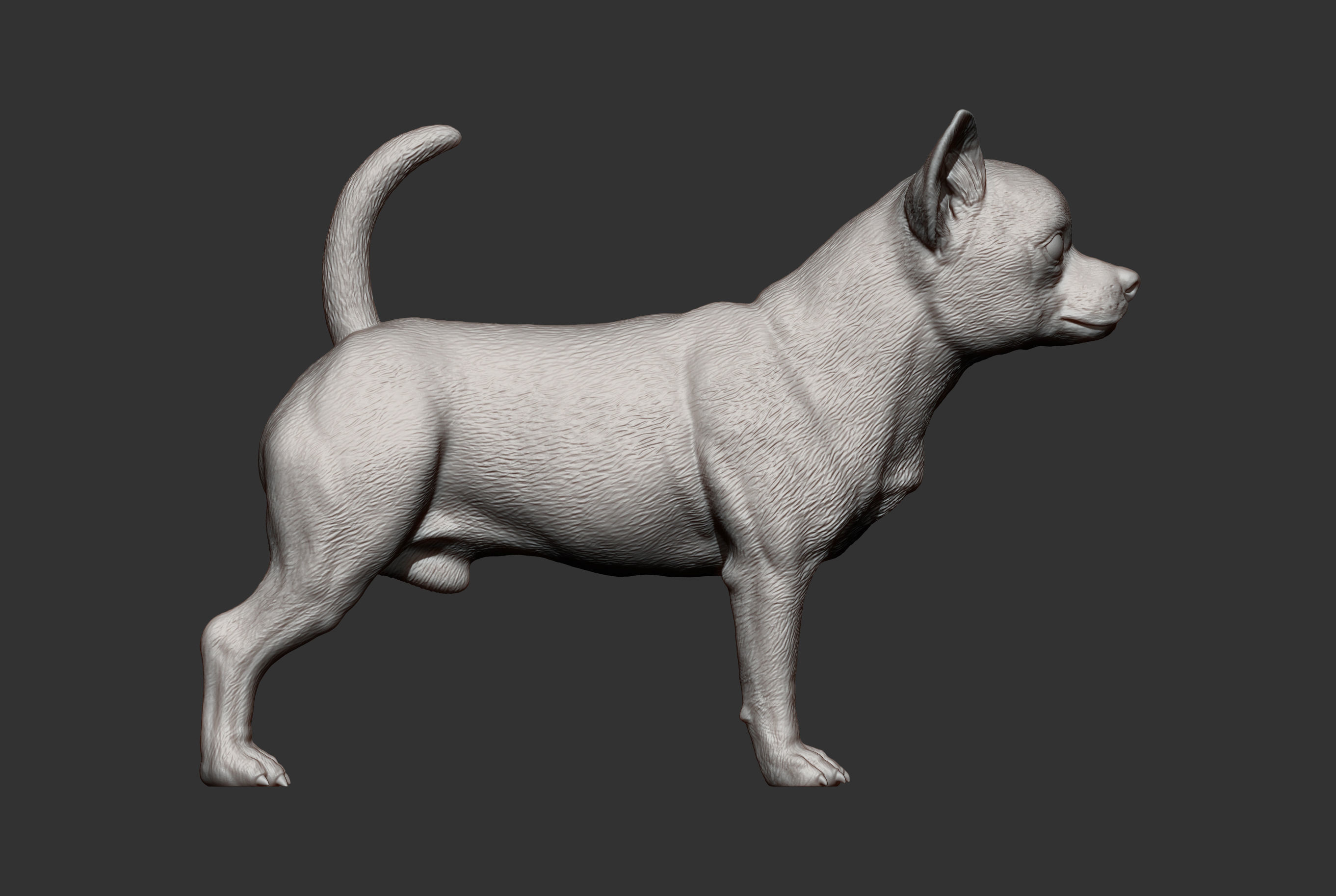 chihuahua dog 3D print model_8