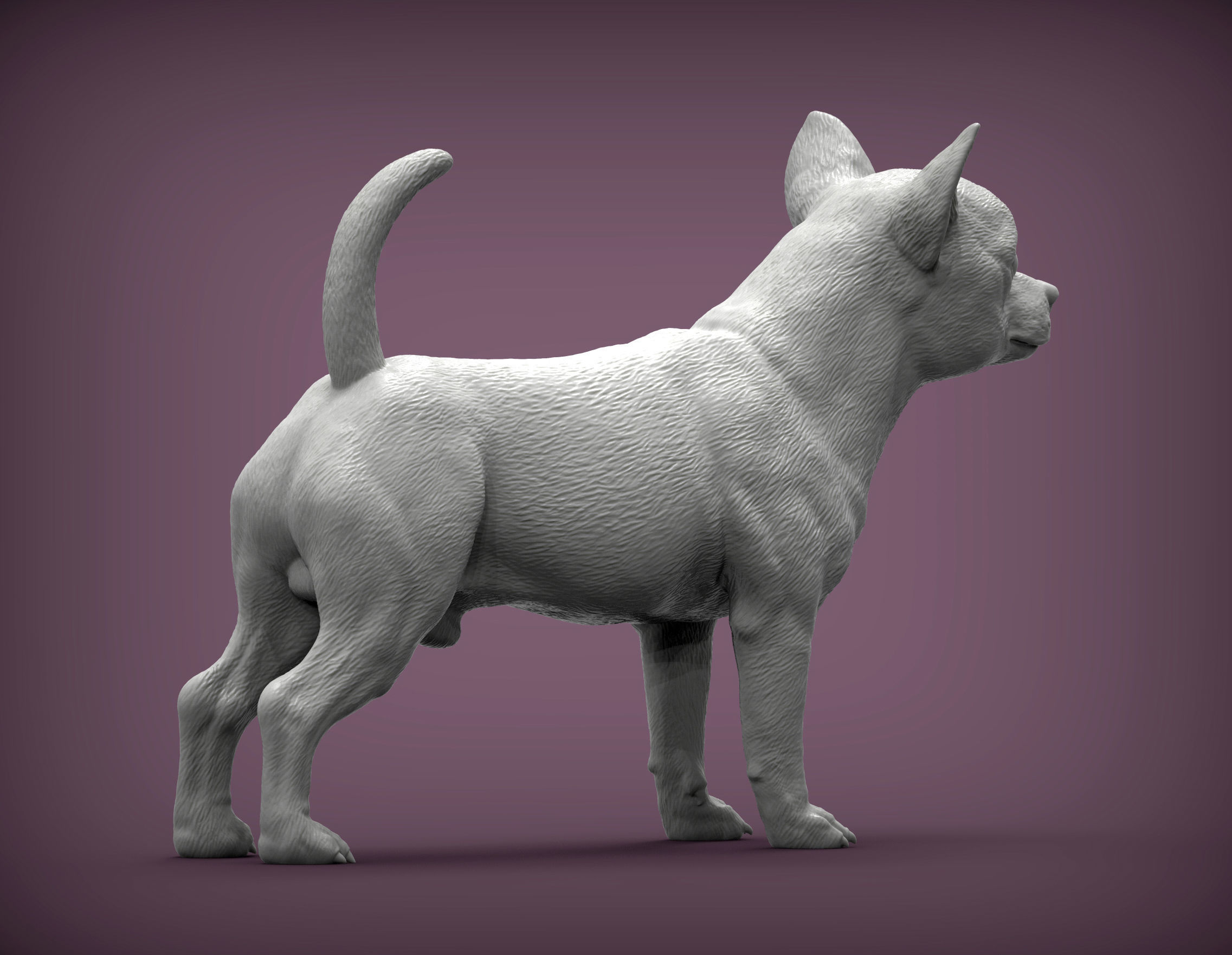 chihuahua dog 3D print model_4