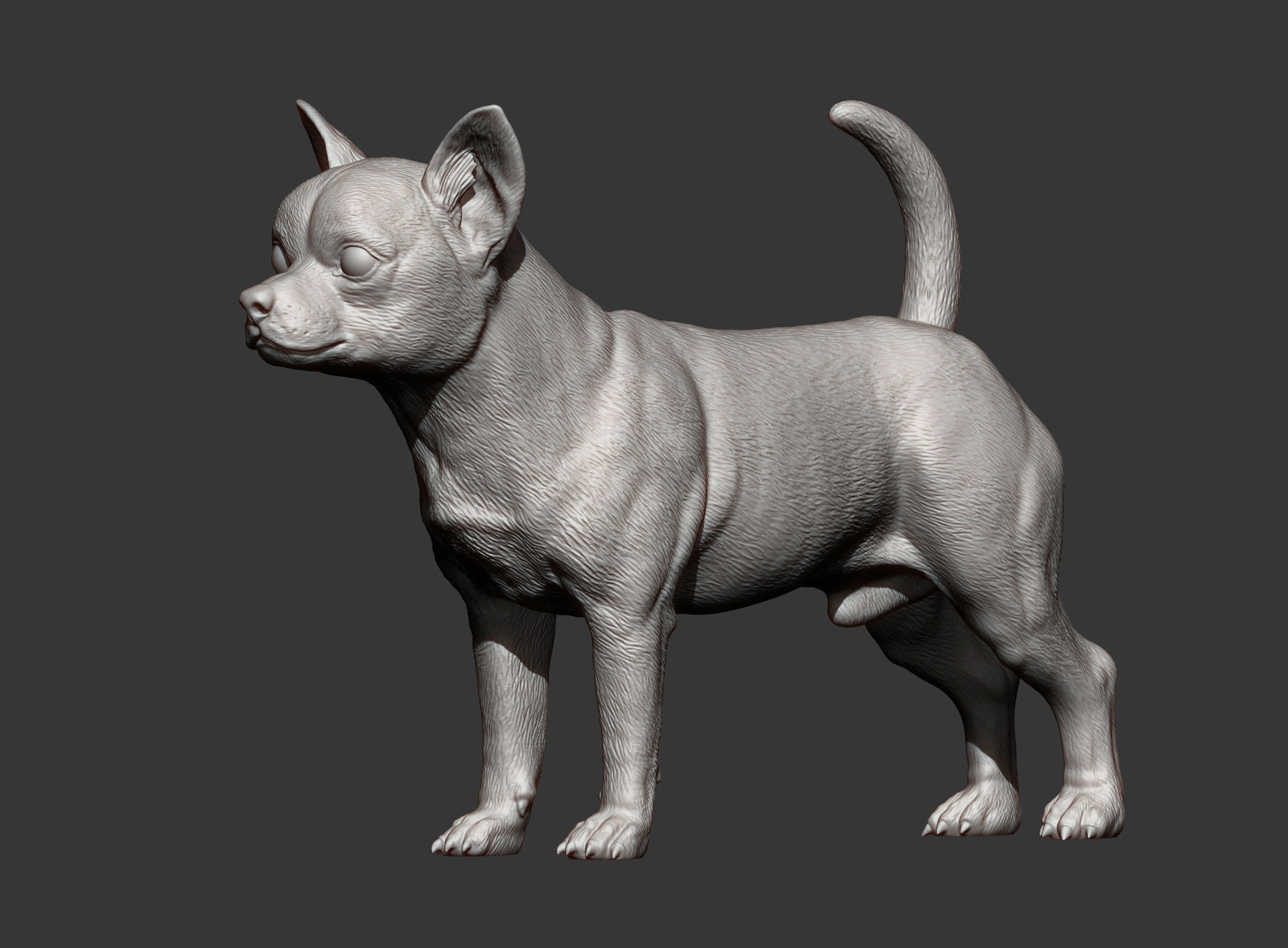 chihuahua dog 3D print model_7