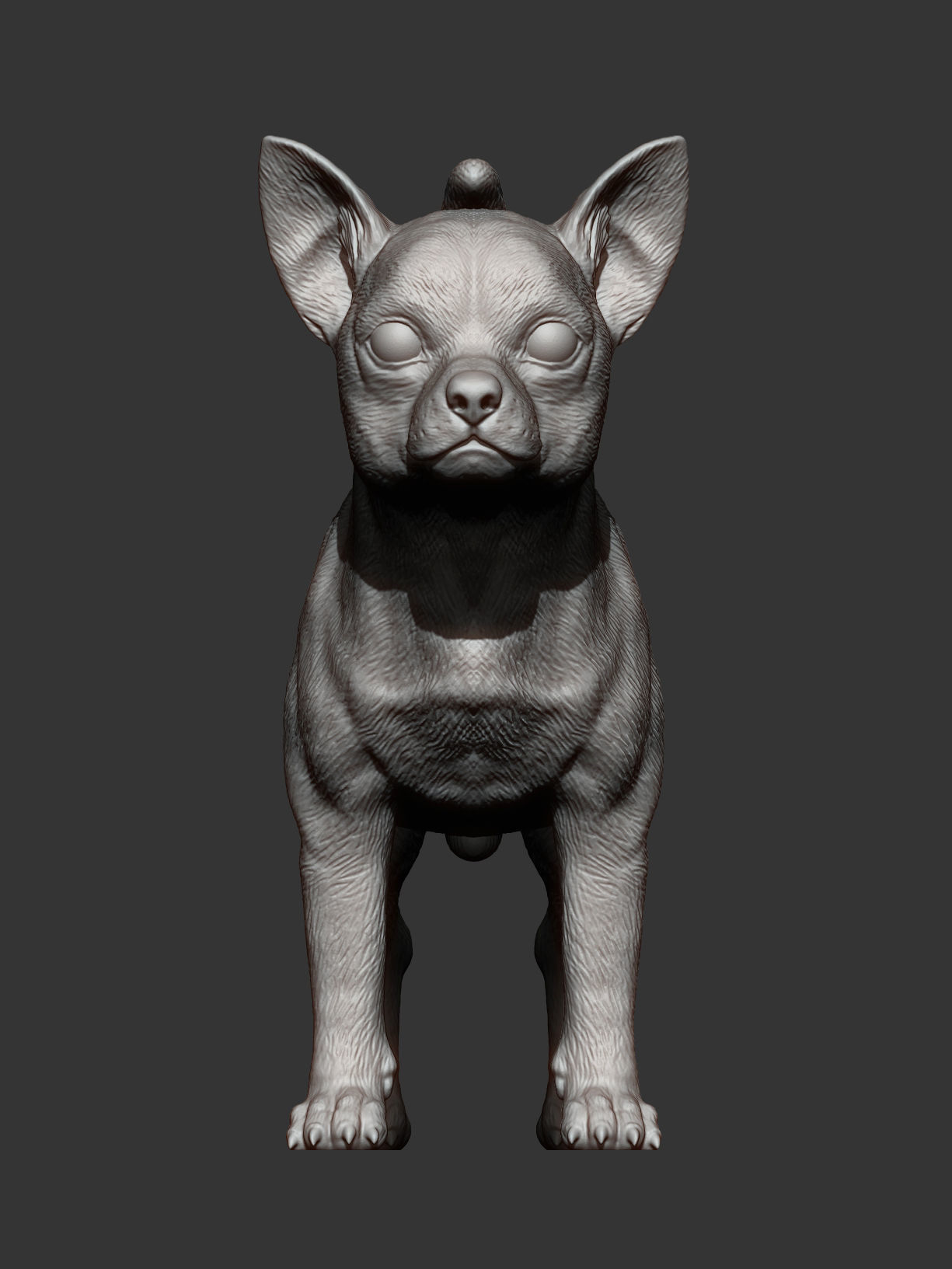 chihuahua dog 3D print model_10