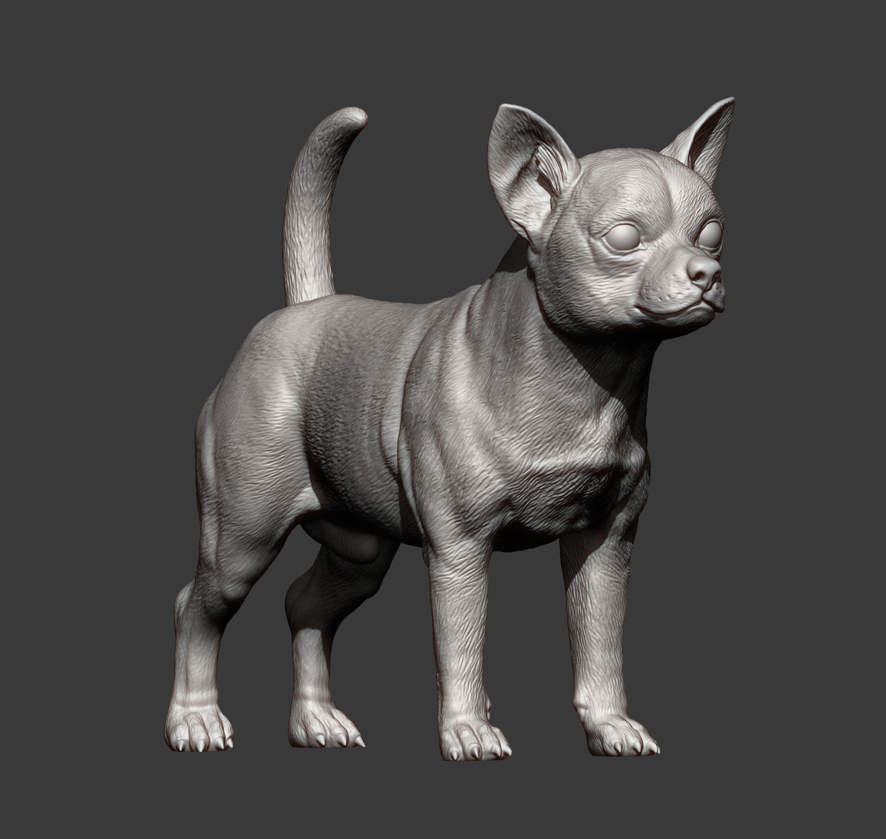chihuahua dog 3D print model_9