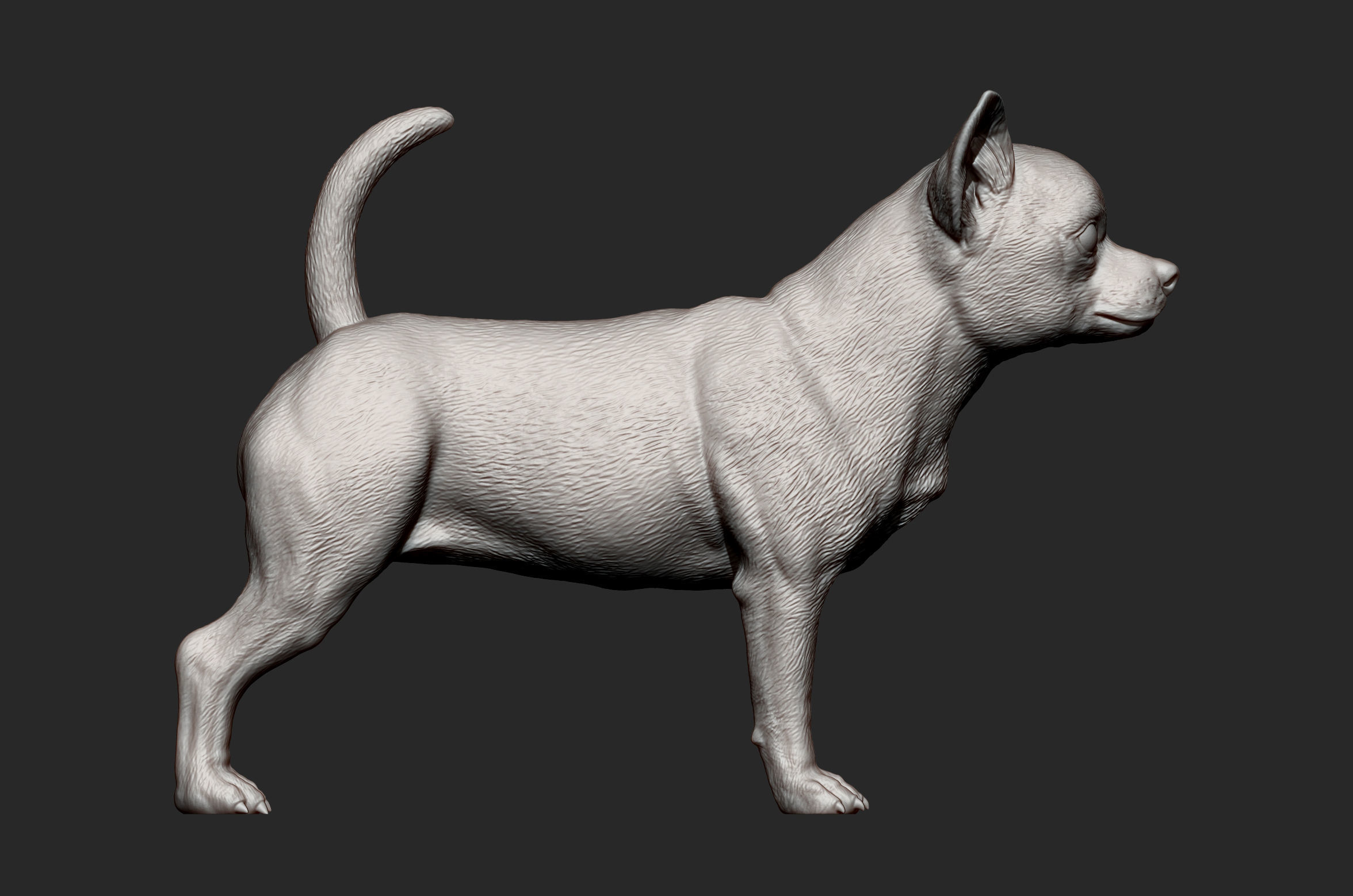 chihuahua dog 3D print model_12