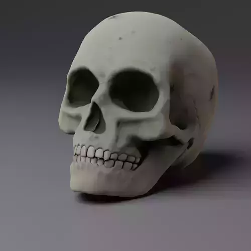anatomically correct human skull  PBR low-poly game ready