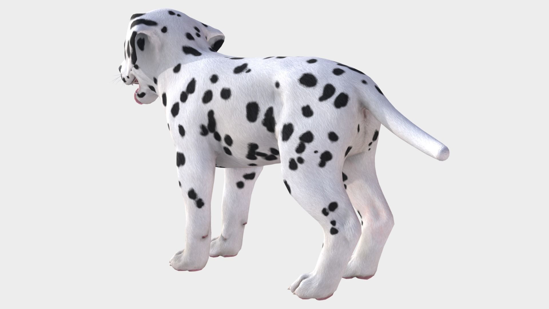 Puppy - Dalmatian Low-poly 3D model_5