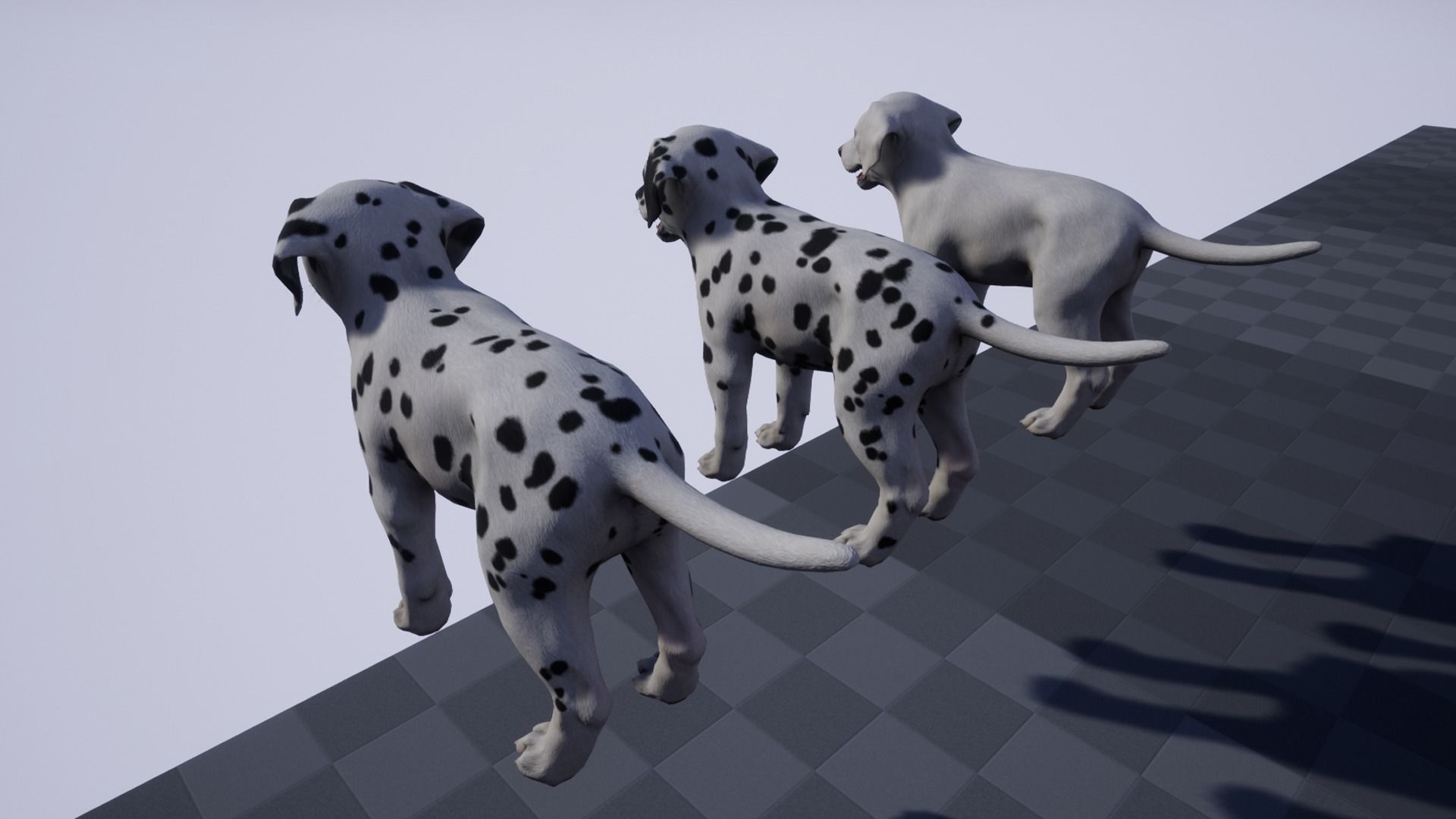 Puppy - Dalmatian Low-poly 3D model_10