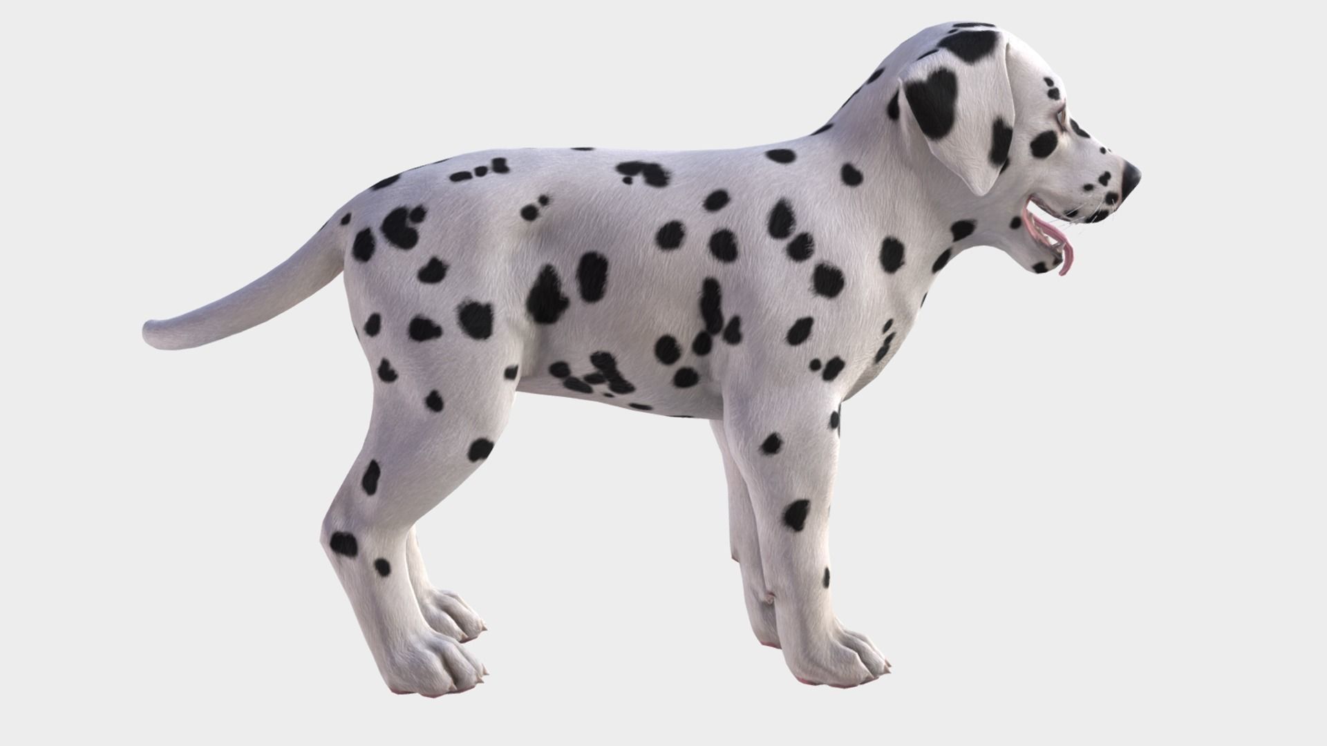 Puppy - Dalmatian Low-poly 3D model_4