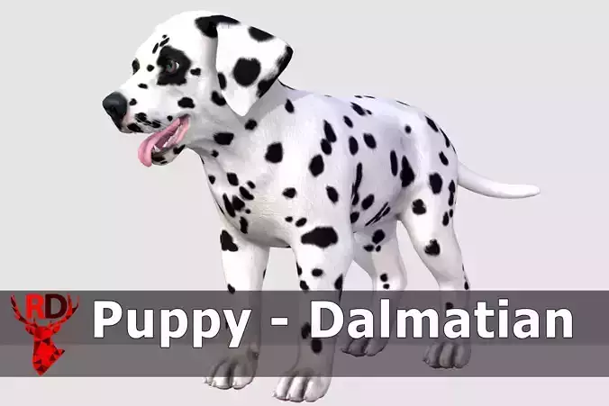 Puppy - Dalmatian