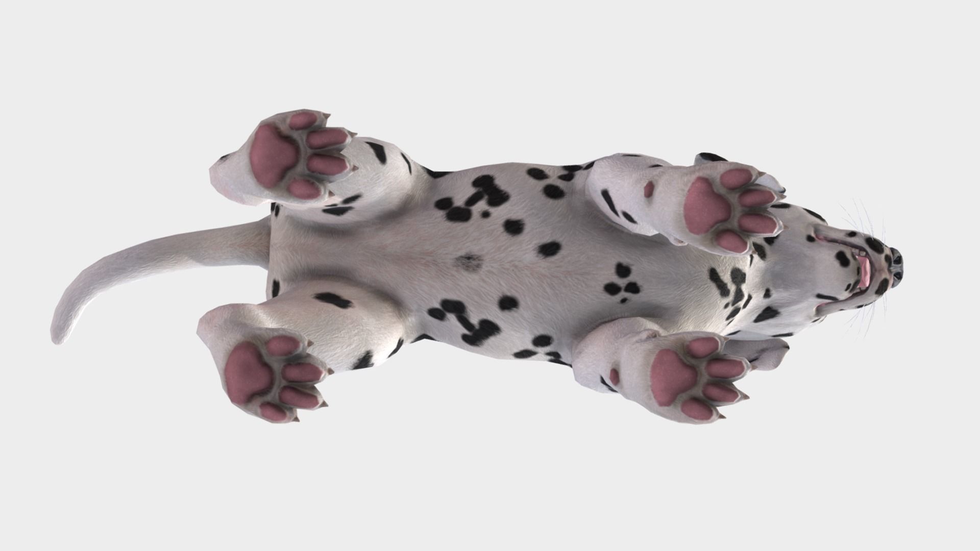 Puppy - Dalmatian Low-poly 3D model_6