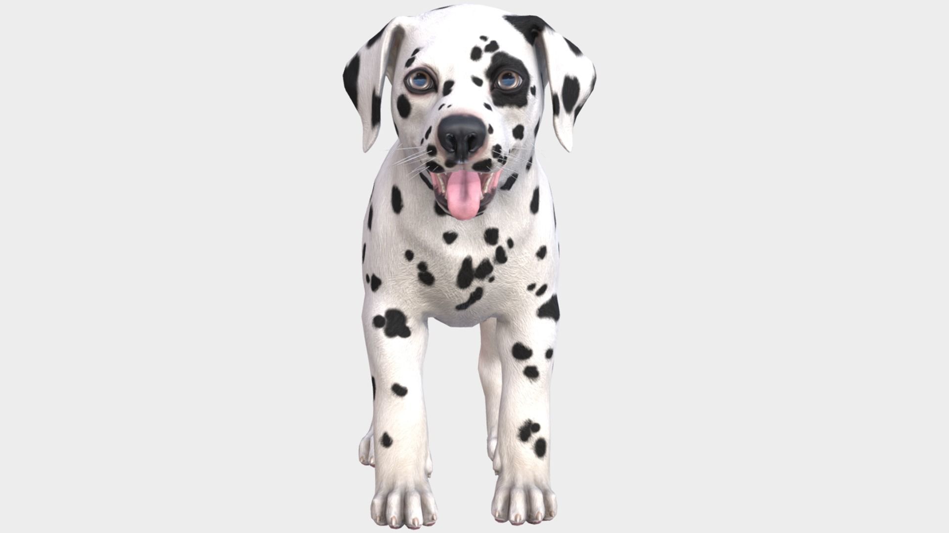 Puppy - Dalmatian Low-poly 3D model_3