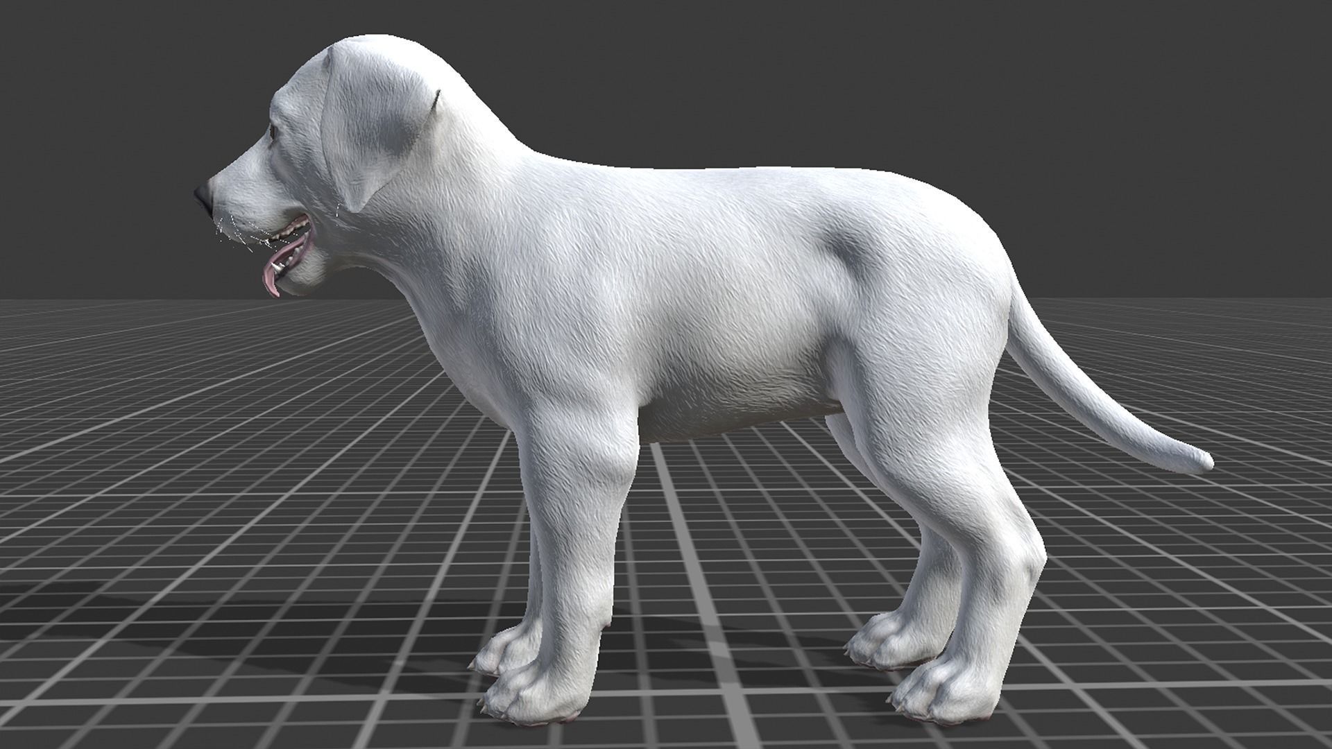 Puppy - Dalmatian Low-poly 3D model_18