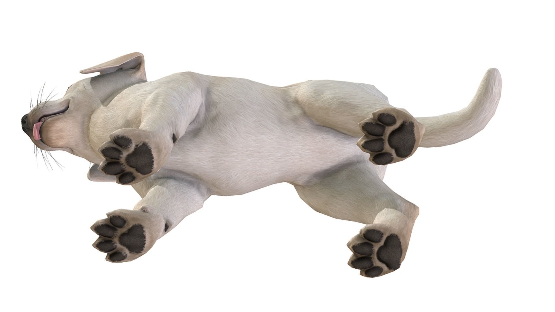Puppy - Labrador Low-poly 3D model_6