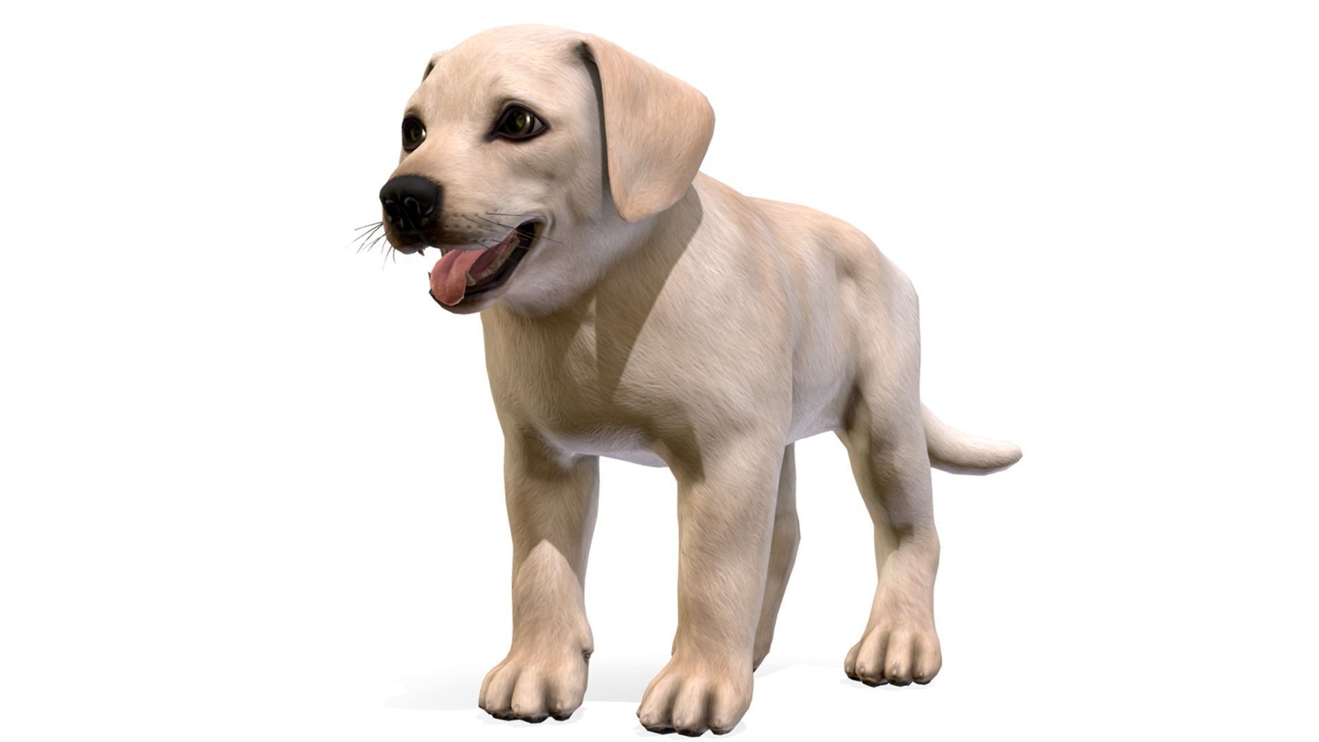 Puppy - Labrador Low-poly 3D model_1