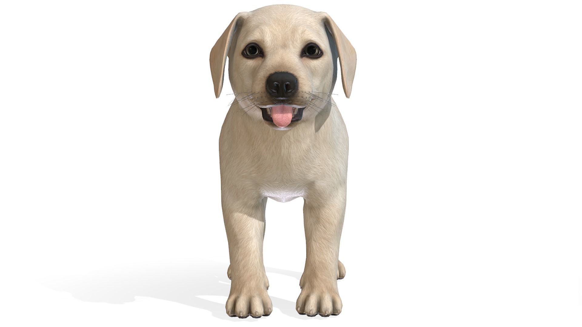Puppy - Labrador Low-poly 3D model_4