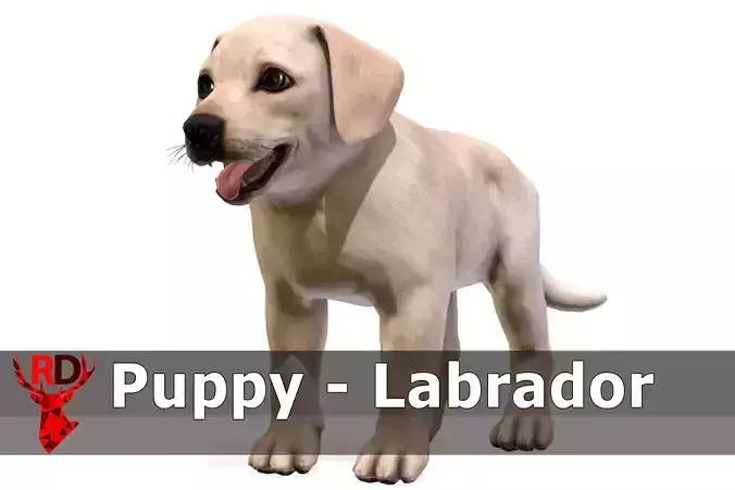 Puppy - Labrador Low-poly 3D model