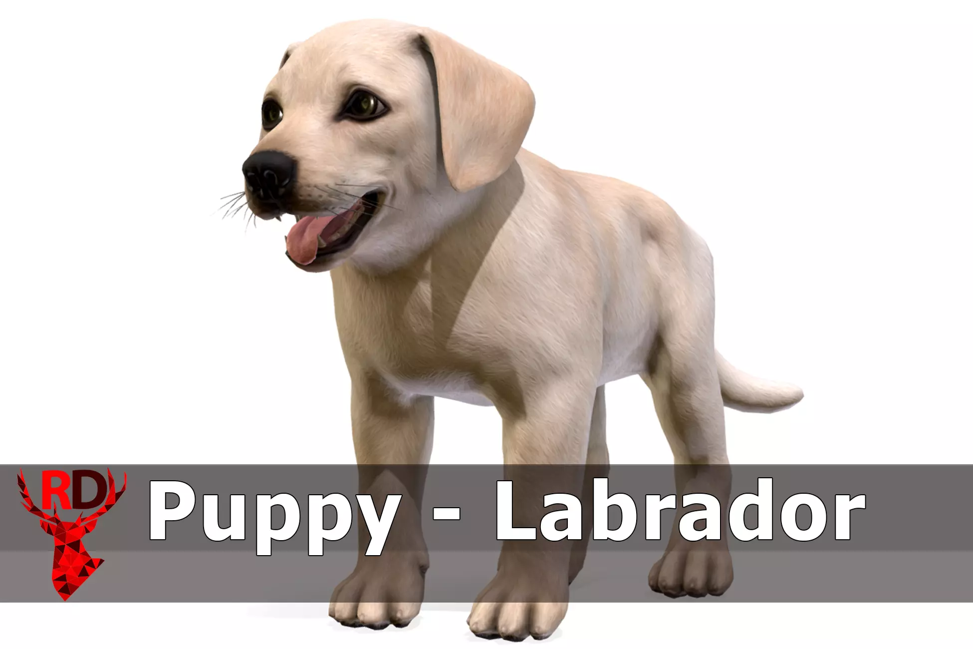 Puppy - Labrador Low-poly 3D model_0