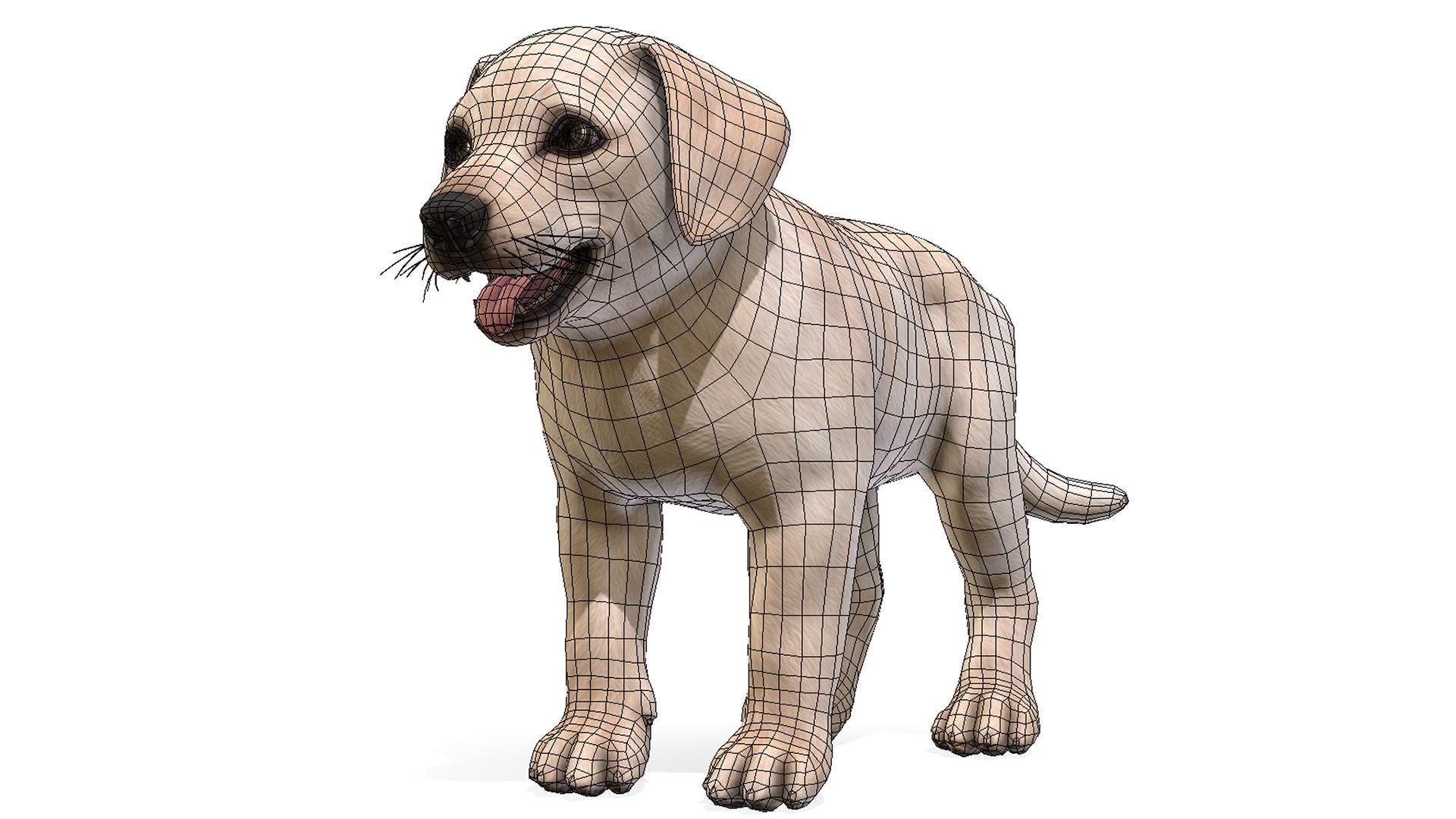 Puppy - Labrador Low-poly 3D model_2