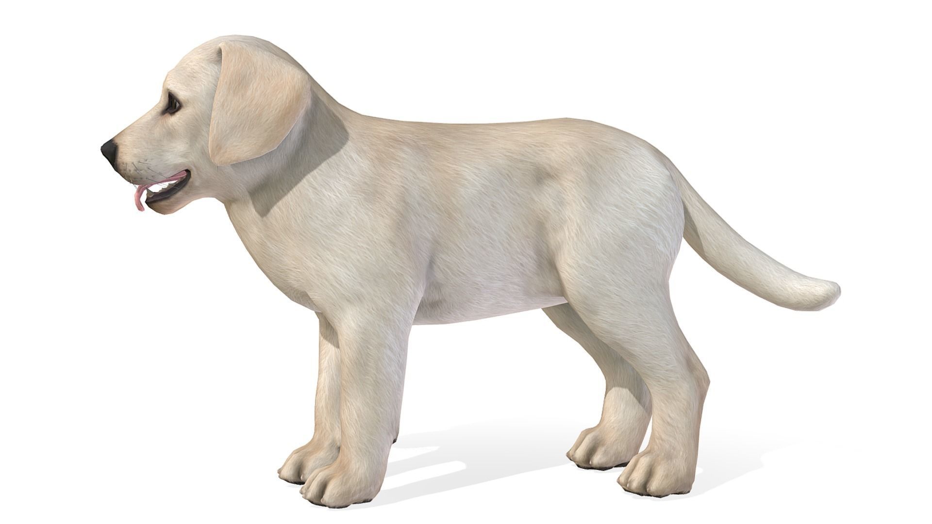 Puppy - Labrador Low-poly 3D model_3
