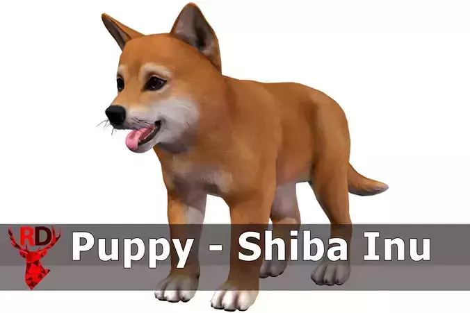 Puppy - Shiba Inu 