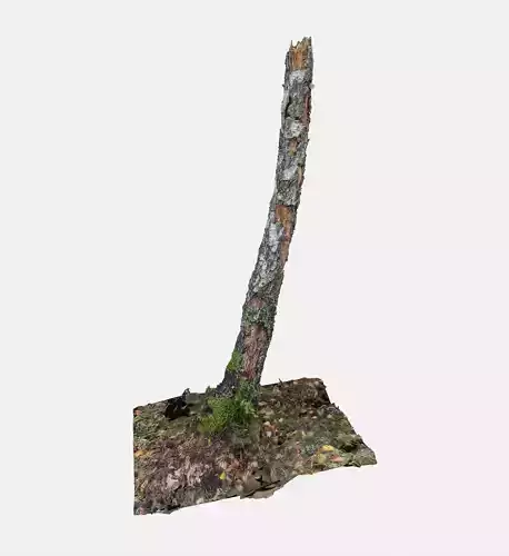 Birch Tree Stump - Low Poly - 8k Free 3D model