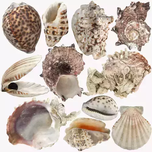 Sea Shells set Low-poly 3D model