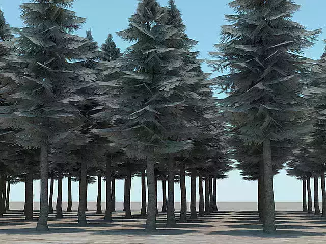 Tall Evergreen Trees